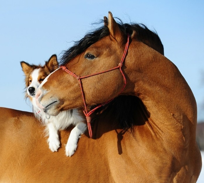 超漂亮的马画面狗 - 上的马