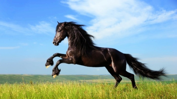 黑色马 - 上的公认的超级美丽的马画面