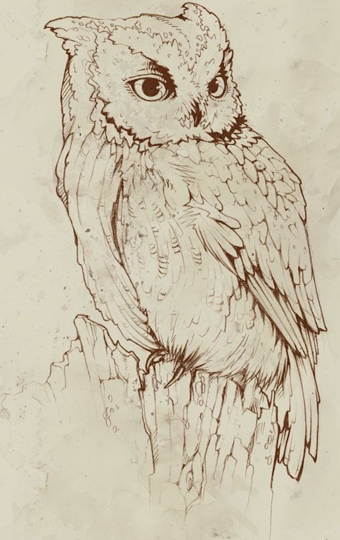 Owl, kotka pöllö, piirustus ruskealla värillä, kellertävä paperi