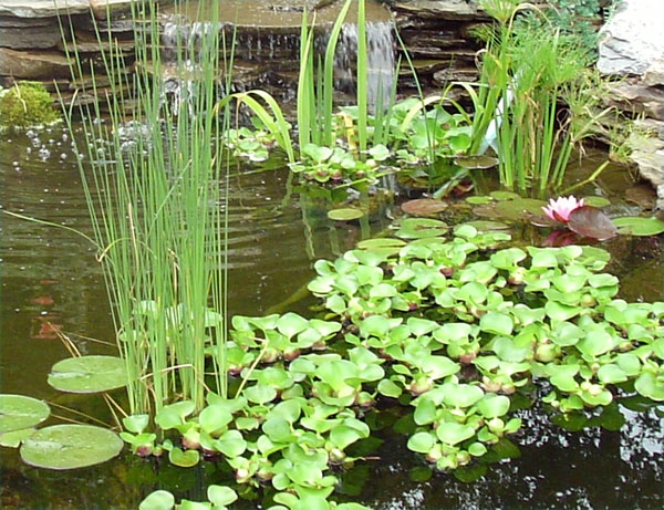 池塘植物冷idea-
