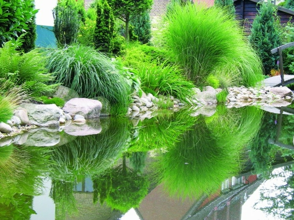 池塘植物 - 绿 - 照片
