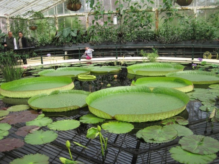 ribnjak-biljka-ovdje-su-dalje-lijepa-voda biljka po jezeru