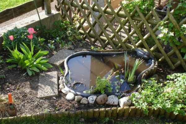 池塘植物的现代观念换花园
