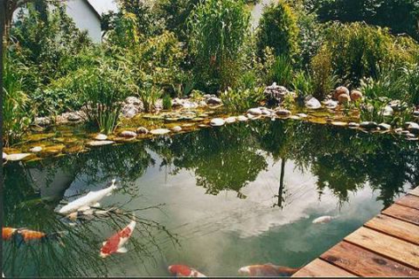 池塘种植，漂亮，图像