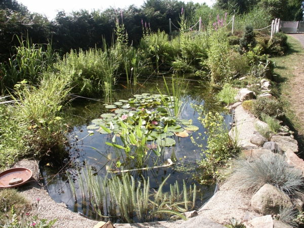池塘种植，不错的照片