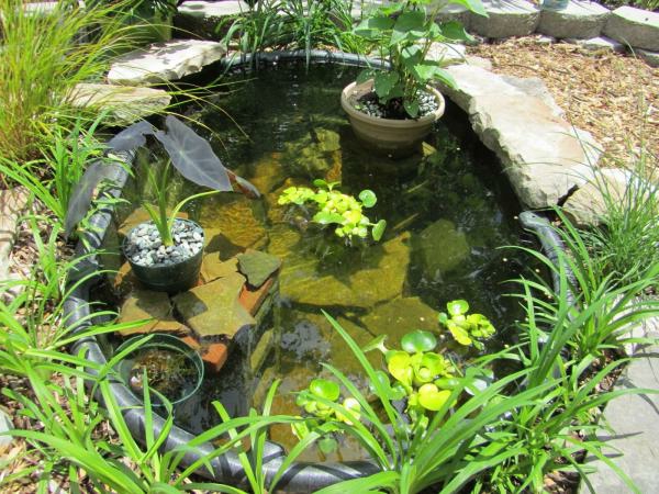 池塘植物超设计