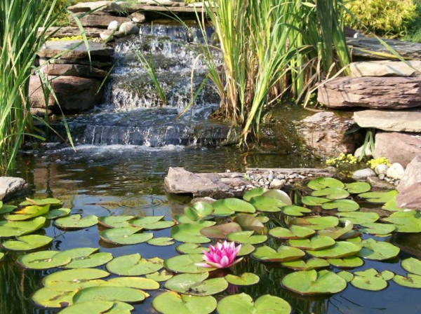 vodene biljke s Pond-