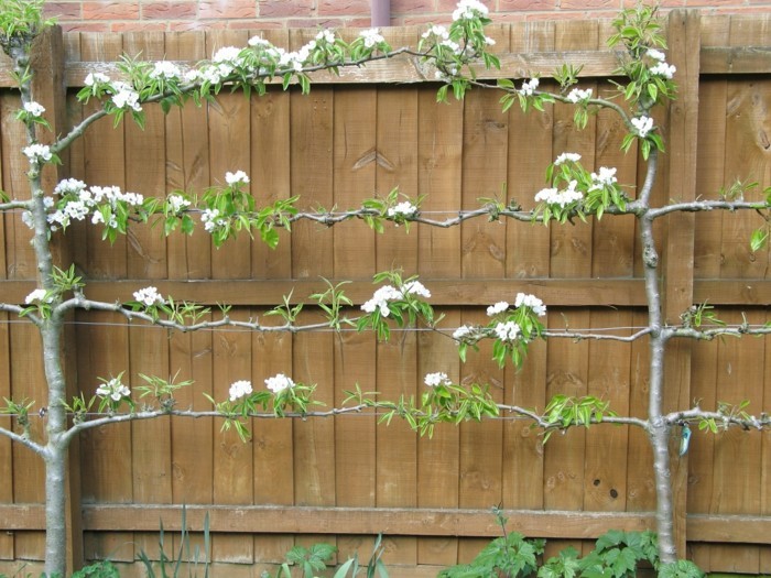 тераси-идеи-красив-растение-на-на-оградата Creative инвентар