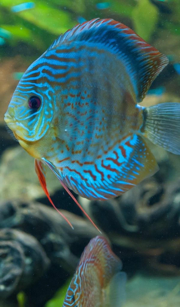 gran fondo de pantalla de la pesca-cool-fotos-peces-increíble ---