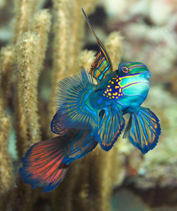 gran fondo de pantalla de la pesca-increíble-peces-cool-imágenes - colorido-peces