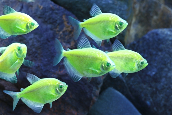 gran fondo de pantalla de la pesca-increíble-peces-cool fondo de pantalla fluorescente-peces