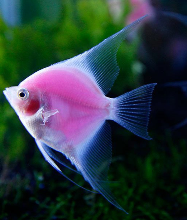gran fondo de pantalla de la pesca-increíble-peces-cool papel pintado rosado-peces