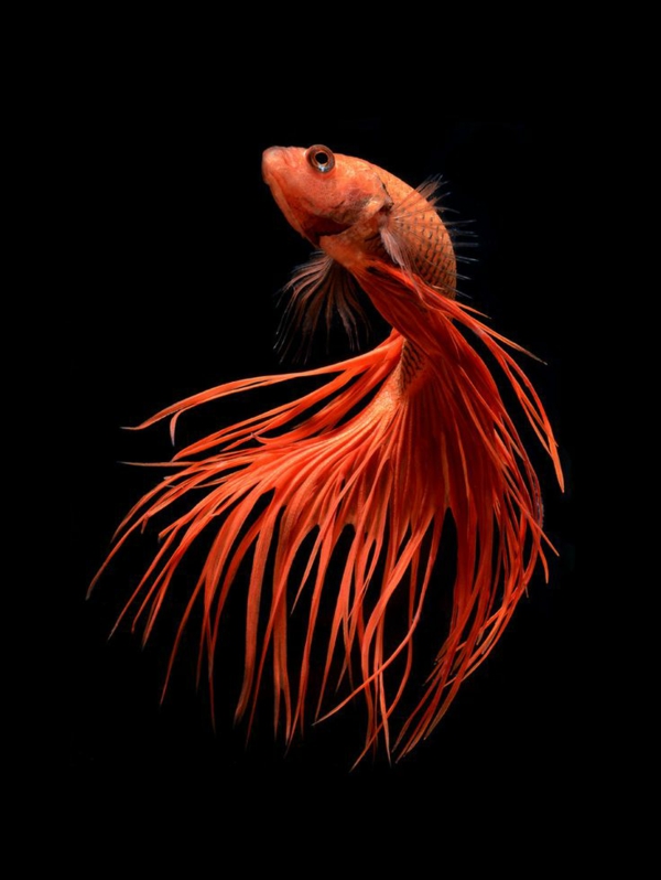 gran fondo de pantalla de la pesca-increíble-peces-cool fondo de pantalla de color rojo-peces
