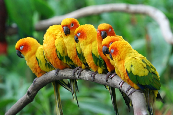 טפט Parrot Parrot גדול-תוכי צבעוני תוכי-bilder--