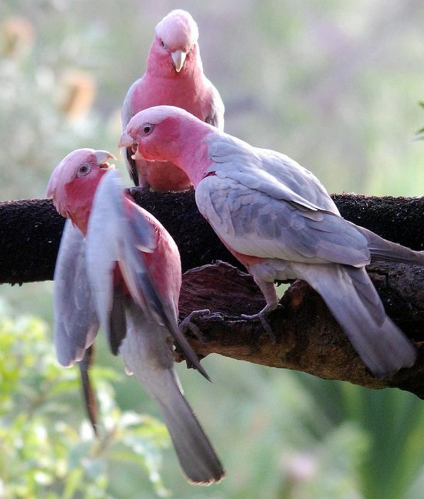 -toller Parrot Πολύχρωμο Παπαγάλος Παπαγάλος ταπετσαρία ροζ φόντο παπαγάλο