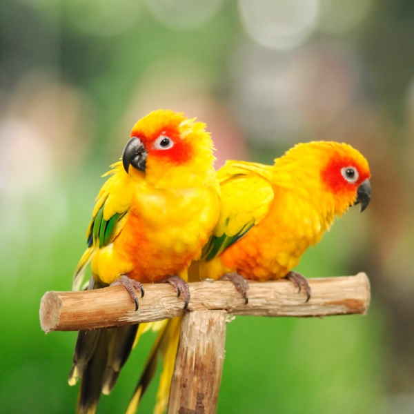 Parrot צהוב טפט תוכי טפט Parrot Parrot רבא ציפורים צבעוניות