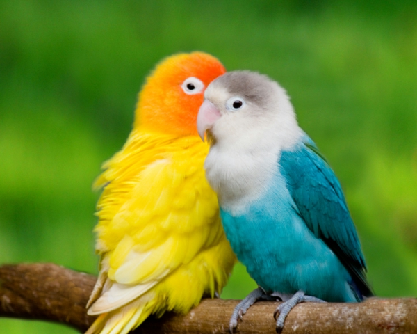 טפט תוכי טפט תוכי טפט Parrot Parrot -toller Parrot צבעוני