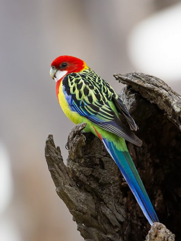 -toller Parrot Colorful Parrot Parrot тапети папагал тапети
