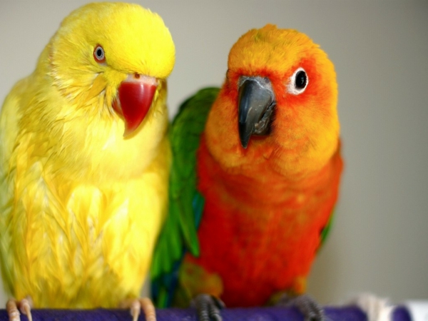 --tolle-ציפורים צבעוני טפטים תוכי טפט Parrot Parrot