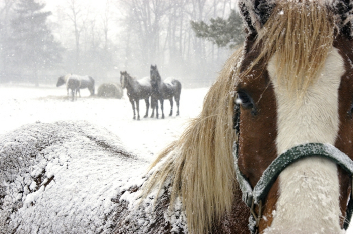 gran-image-of-a-caballo-en-nieve
