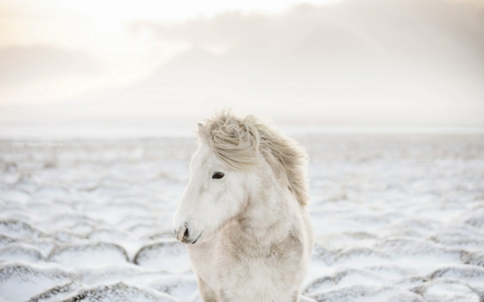 נהדר צילום סוס-ב-שלג