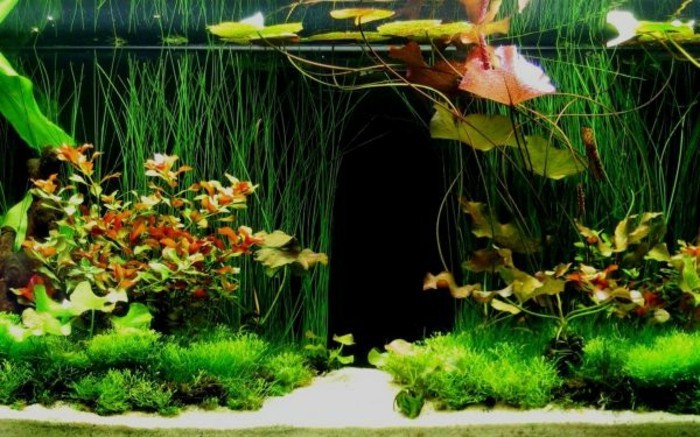 डेको-मछलीघर से डिजाइन उष्णकटिबंधीय मछलीघर-डिवाइस उष्णकटिबंधीय-वन aquarium-