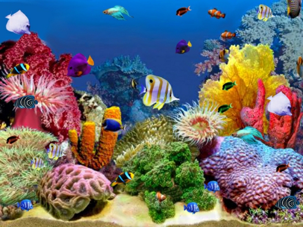 tropical-fish-fondo de pantalla de la pesca-increíble-peces-cool fondo de pantalla
