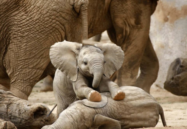 מדהימה תמונת התינוק-הפיל