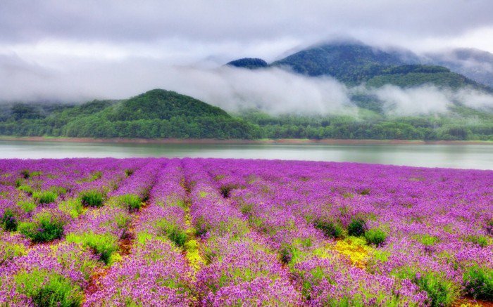 unikales Kuva Forest vuoret Mist Field violetit kukat