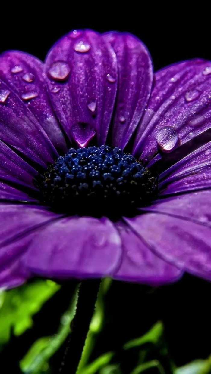 unikales תמונה של סגול פרח-עם-טיפות גשם-על-גליונות
