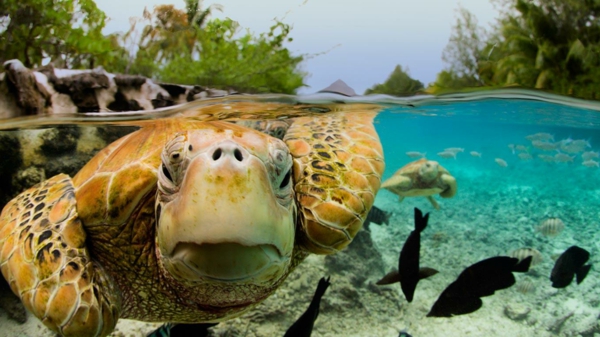 loma-in-Ranskan Polynesiassa-a-kilpikonna-under the vesi