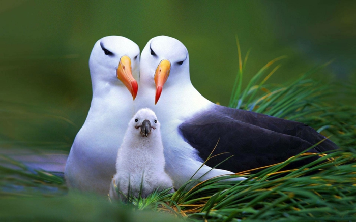 Roditelji s djetetom, upoznajte život ptica, lijepe slike slatkih životinja
