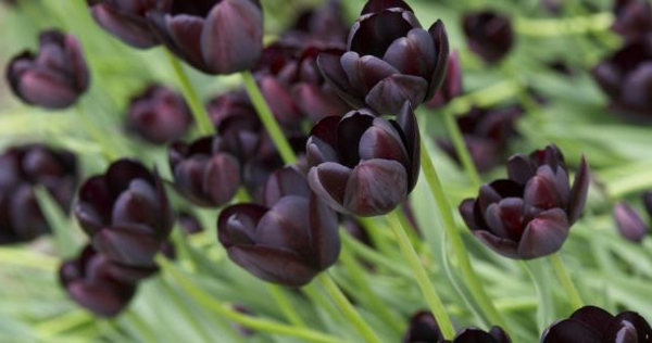 Sok dicső hatású fekete-tulipán