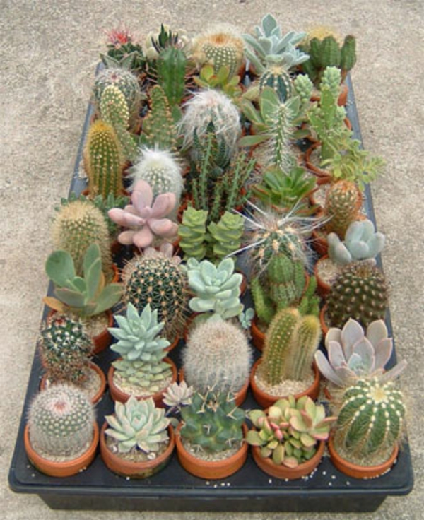 muchas hermosas especies de cactus - aspecto pequeño y lindo