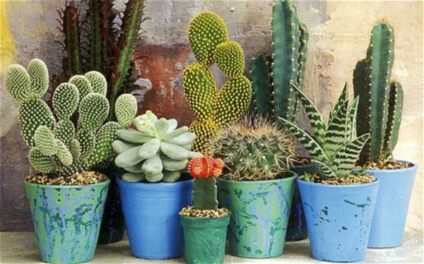 muchos-diferente-cactus-especies