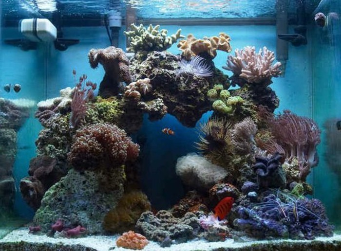 cuadrados acuario-de-pescado-piedras-algas-coral-azul-agua-acuario conjunto
