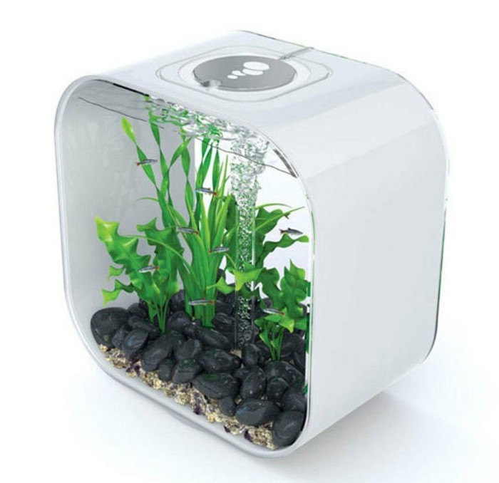 carré petit aquarium avec des pierres de sable-eau-plante-petits poissons-aquarium-déco