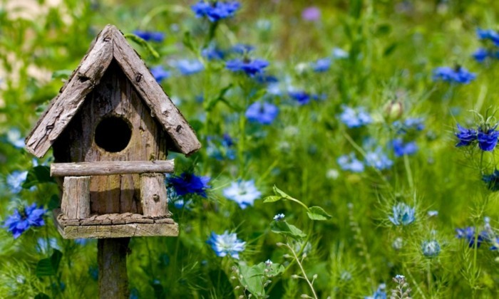 birdseed घर-खुद-निर्माण एक अच्छा-पक्षी घर-खुद-निर्माण