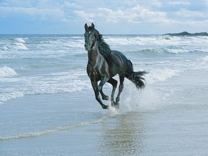 רץ, סוס שחור עם רעמה שחורה צפופה, ים עם גלים וחוף עם חול, שמים כחולים עם עננים לבנים