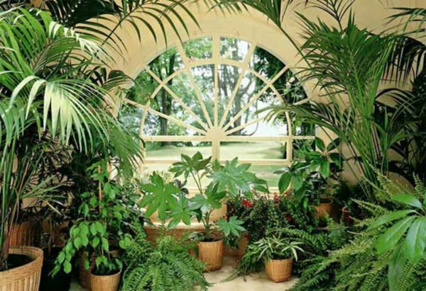 jardin d'hiver-design-avec-palmiers