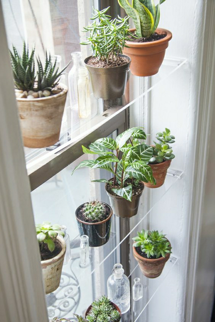 生活的想法客厅：与多肉植物和玻璃架上的其他植物的窗饰