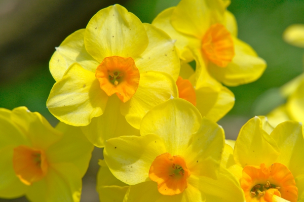 Ihana-narsissi-istutus keltainen kukka