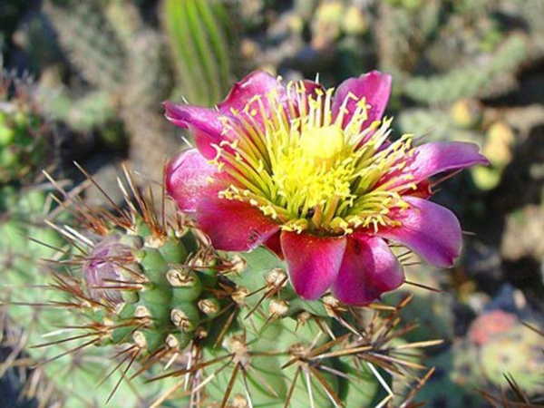 hermosa floración de cactus, tomando una foto de primer plano