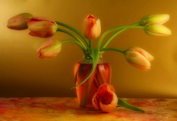 美丽的法国郁金香-IN-A-精彩的花瓶