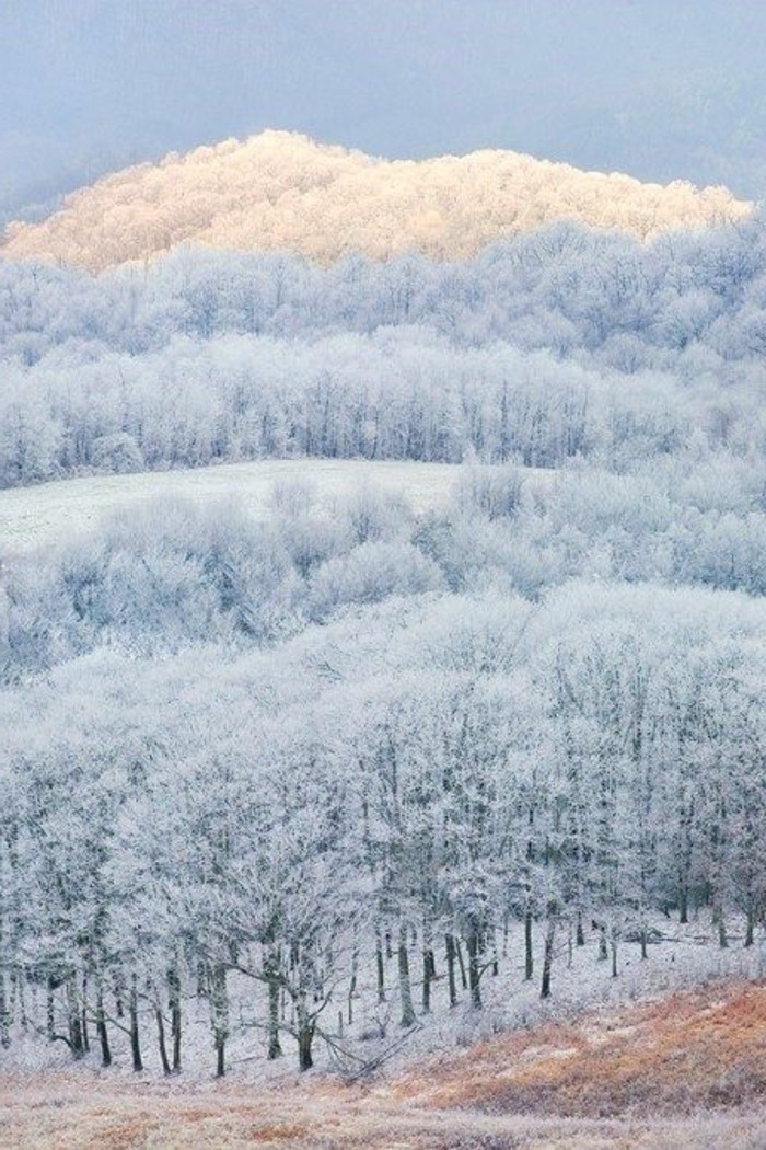 美丽的，鼓舞人心的冬季景观图片 - 无端冰冷的森林