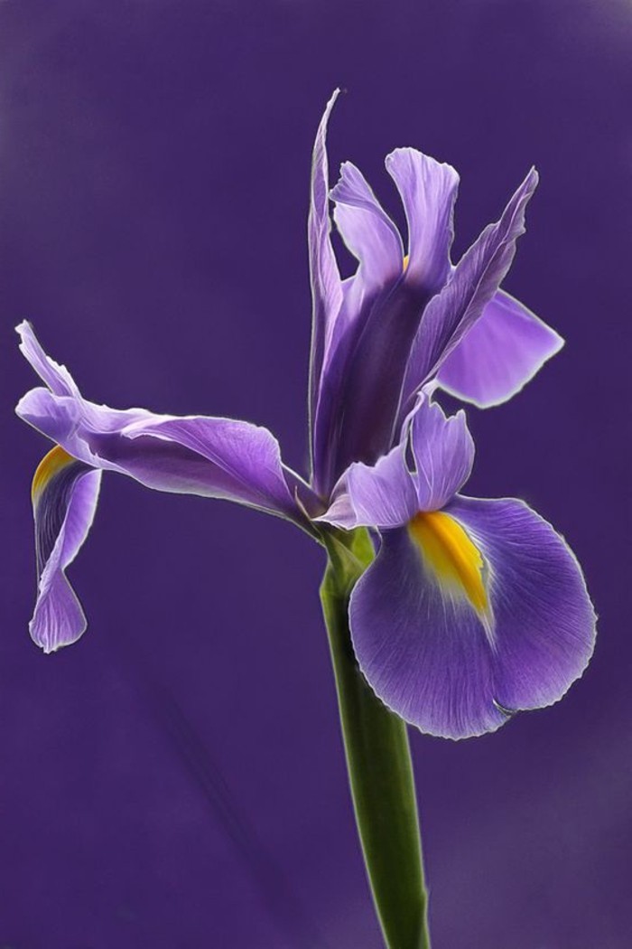 hermosa flor púrpura-iris siberiano