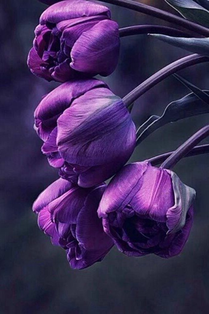 bellos tulipanes de color púrpura-a-Inspire