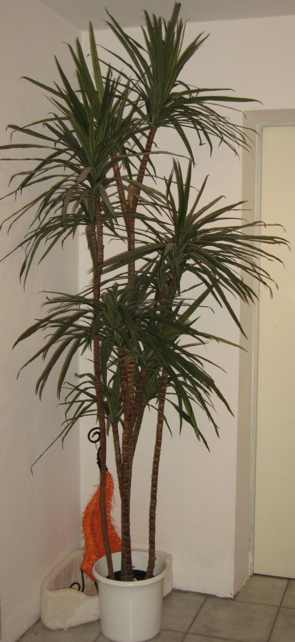 belles palmiers-pour un appartement confortable