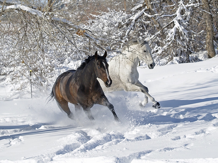 gran foto - dos hermosos caballos