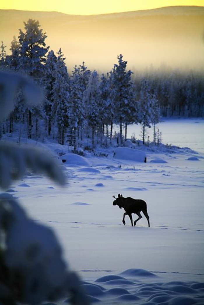 美丽的冬天图片麋鹿雪持续